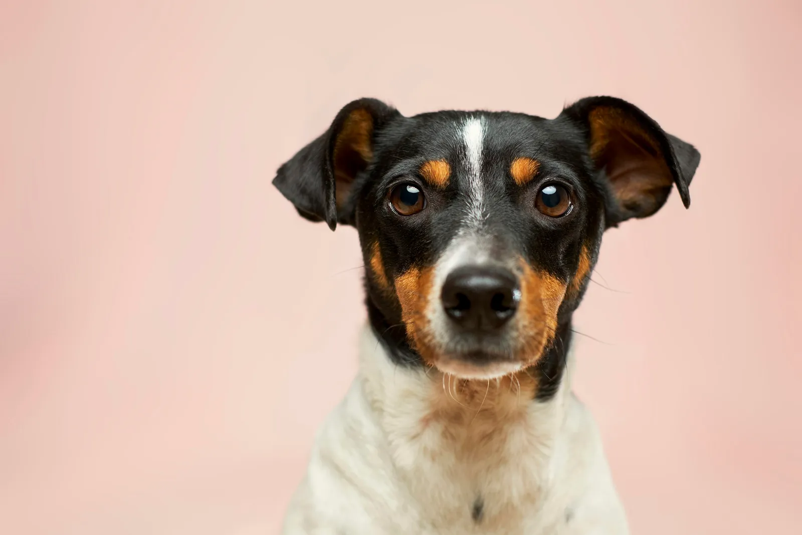 Bakımı yapılan bir köpek