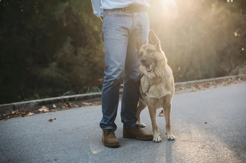 Köpek eğitimi seansı ortamı