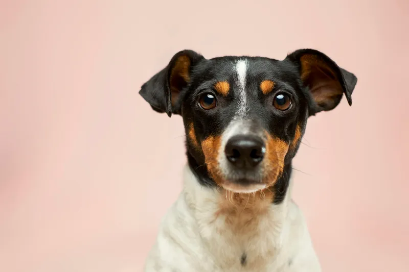 Pet kuaföründe bakım yapılan bir köpek